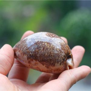 Figurines & Miniatures | Natural Shell Conch Map Snail Collection Creative Gift Fish Tank Aquarium Decoration Figurines & Miniatures Figurines & Miniatures