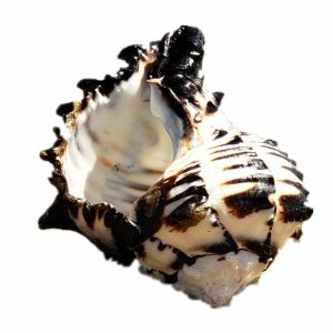 Figurines & Miniatures | Ocean Conch 3-4 Inches Seashells Large Natural Sea Shells For Diy Crafts Aquarium Fish Tank And Shell Collectors Figurines & Miniatures Figurines & Miniatures